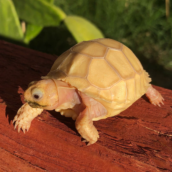 Ivory Sulcata Tortoise