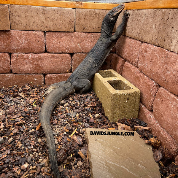Black Dragon Adult Male Asian Water Monitor