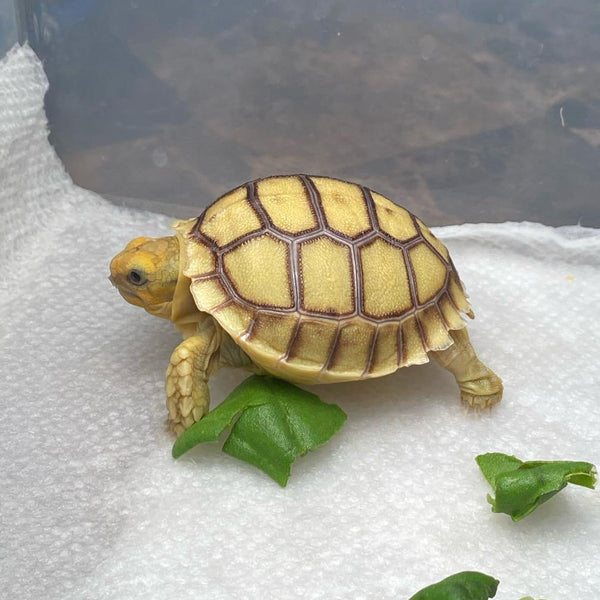 Baby Sulcata Tortoise (Preorder) - David's Jungle