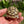 Load image into Gallery viewer, Split/ Mis-Scute Sulcata Tortoise