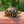 Load image into Gallery viewer, Burmese Star Tortoises
