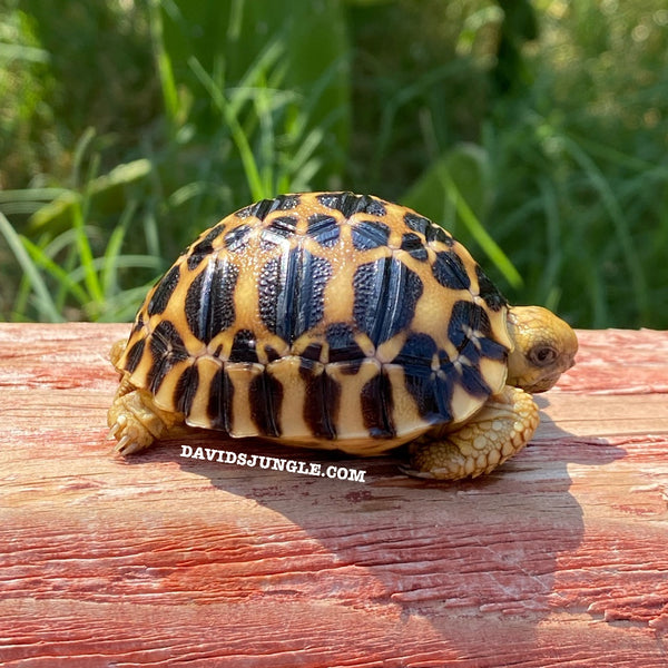 Burmese Star Tortoises