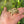 Load image into Gallery viewer, Split/ Mis-Scute Sulcata Tortoise
