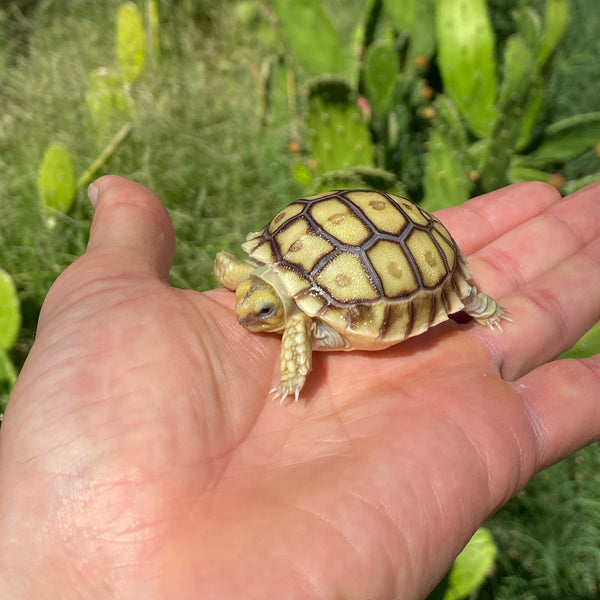 Split/ Mis-Scute Sulcata Tortoise
