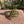 Load image into Gallery viewer, Baby Russian Tortoise (Preorder) - David's Jungle