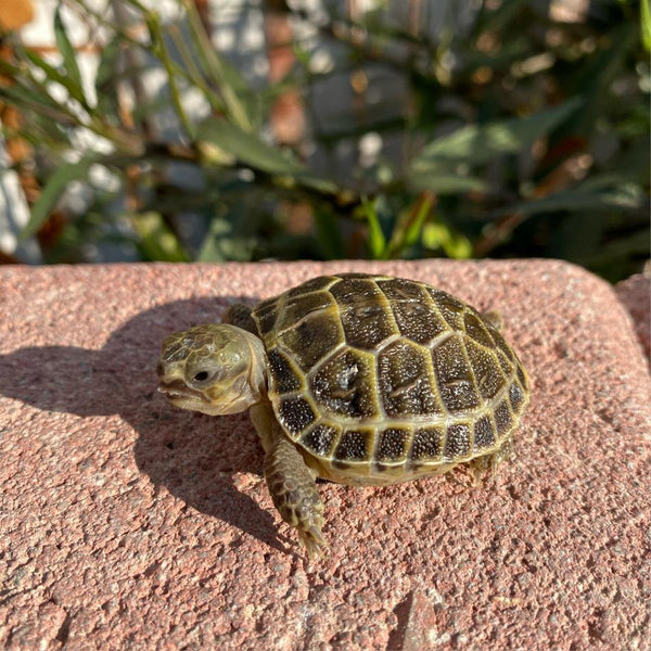 Baby Russian Tortoise (Preorder) - David's Jungle