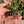 Load image into Gallery viewer, Western Hermann’s Tortoise