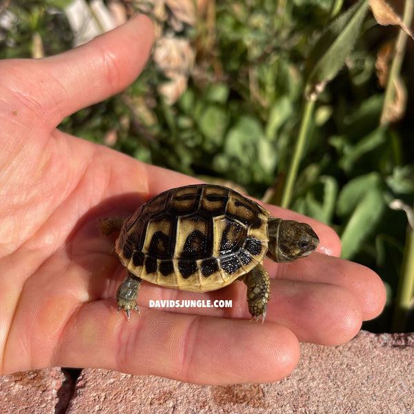 Western Hermann’s Tortoise