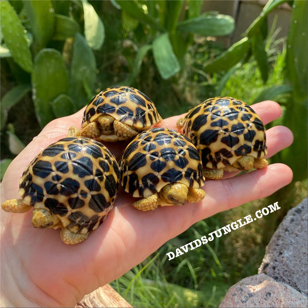 Burmese Star Tortoises