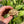 Load image into Gallery viewer, Baby Sulcata Tortoise (Preorder) - David's Jungle