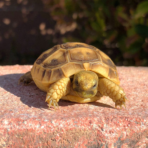 Golden Greek Tortoise