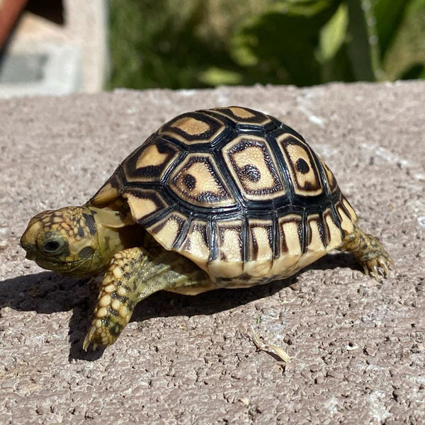 Baby Leopard Tortoise - David's Jungle