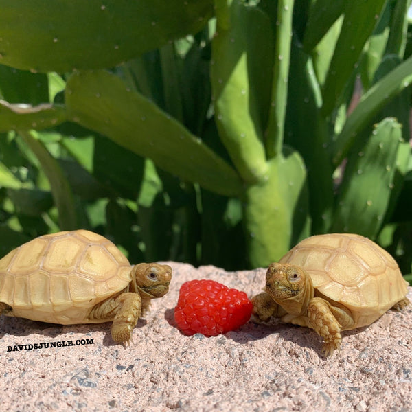 Ivory Sulcata Tortoise