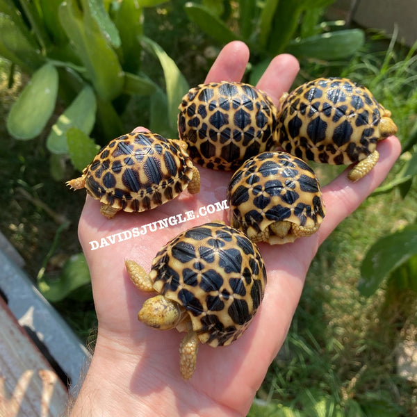 Burmese Star Tortoises