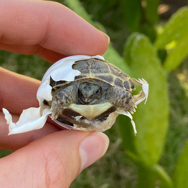 Baby Russian Tortoise (Preorder) - David's Jungle