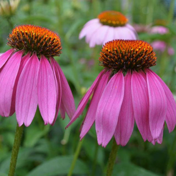 Purple Coneflower Seeds 3g - David's Jungle
