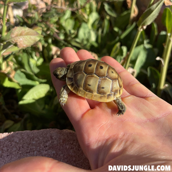 Ibera Greek Tortoise