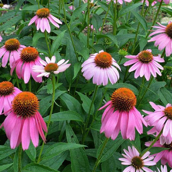 Purple Coneflower Seeds 3g - David's Jungle
