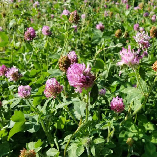 Red Clover Seeds - David's Jungle