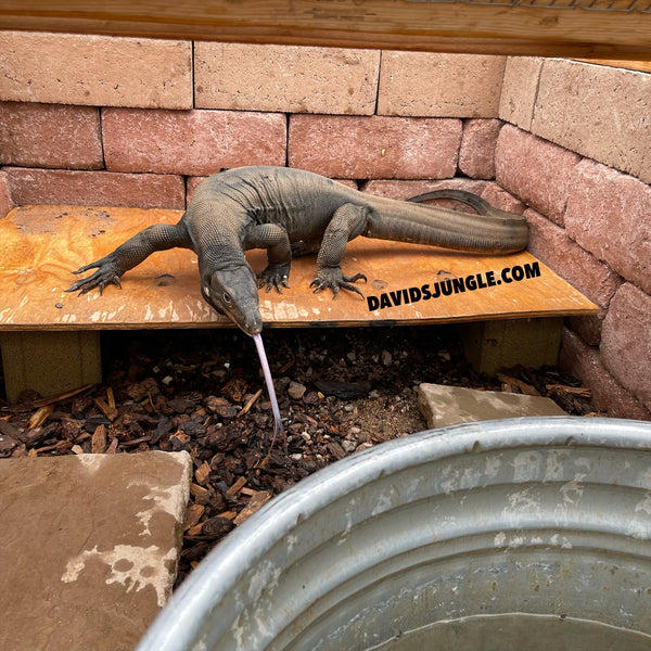 Black Dragon Adult Male Asian Water Monitor