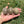 Load image into Gallery viewer, Split/ Mis-Scute Sulcata Tortoise
