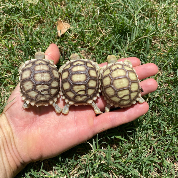 Split/ Mis-Scute Sulcata Tortoise