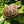 Load image into Gallery viewer, Baby Russian Tortoise (Preorder) - David's Jungle