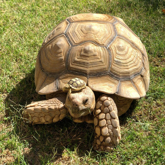 Tortoises – David's Jungle