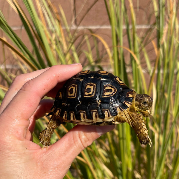 Leopard Tortoise (Pardalis Babcocki) Well Started #O2