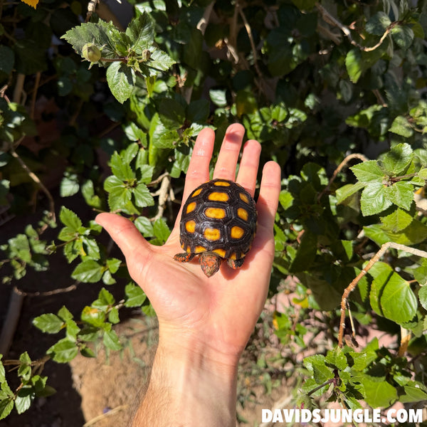 Well Started Cherryhead Tortoise #CO1