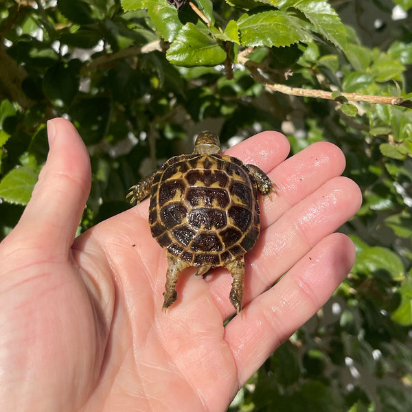 Russian Tortoise #R1