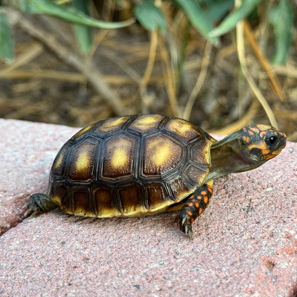 Baby Redfoot Tortoise #ARF1