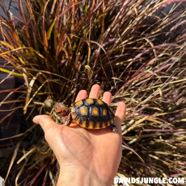 Cherryhead Tortoise #C2