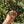 Load image into Gallery viewer, Cherryhead Tortoise #C3
