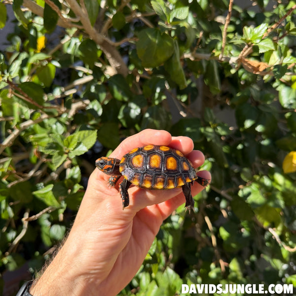 Cherryhead Tortoise #C3