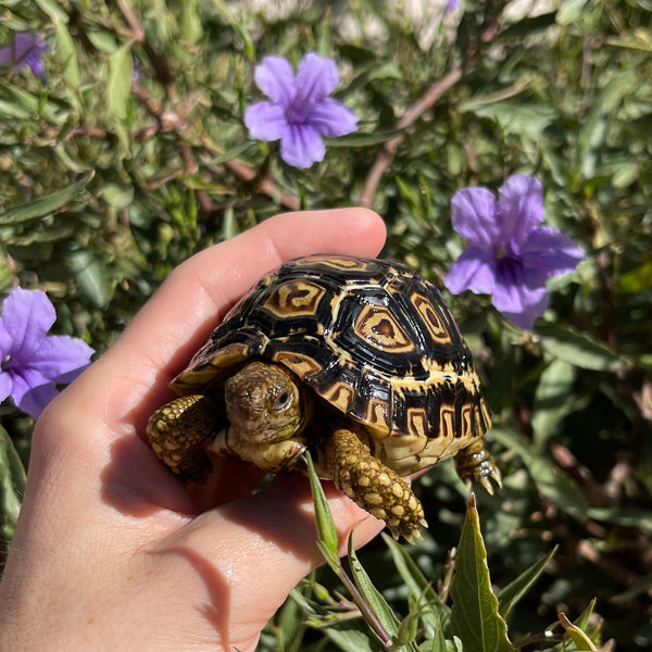 Leopard Tortoise (Pardalis Babcocki) Well Started #O4