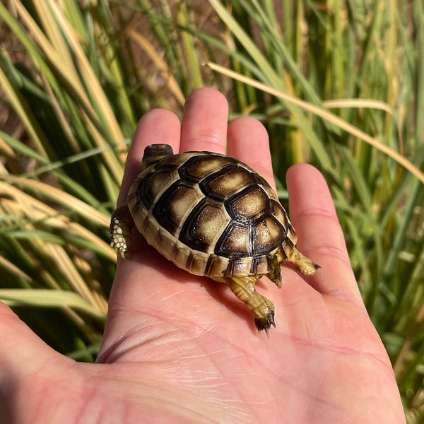 Marginated Tortoise #M2