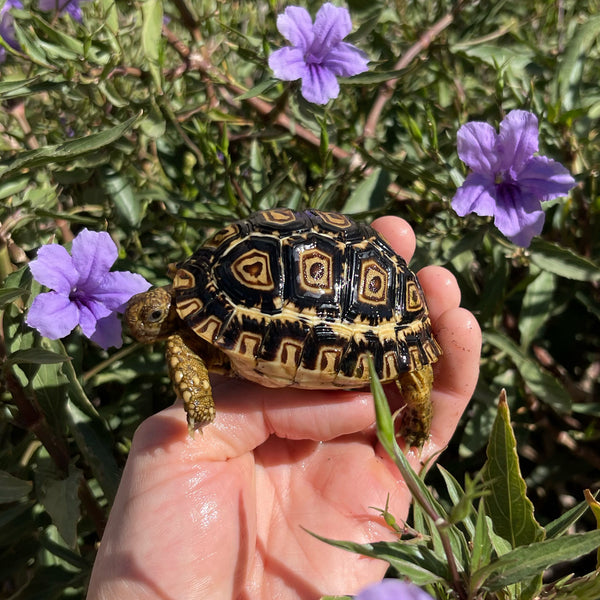 Leopard Tortoise (Pardalis Babcocki) Well Started #O4