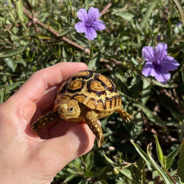 Leopard Tortoise #O5