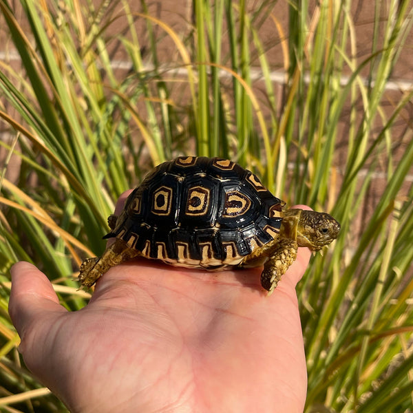 Leopard Tortoise (Pardalis Babcocki) Well Started #O2