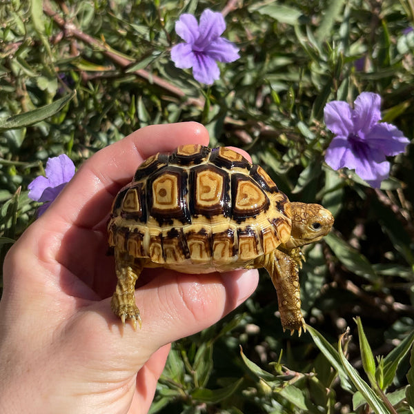 Leopard Tortoise #O5