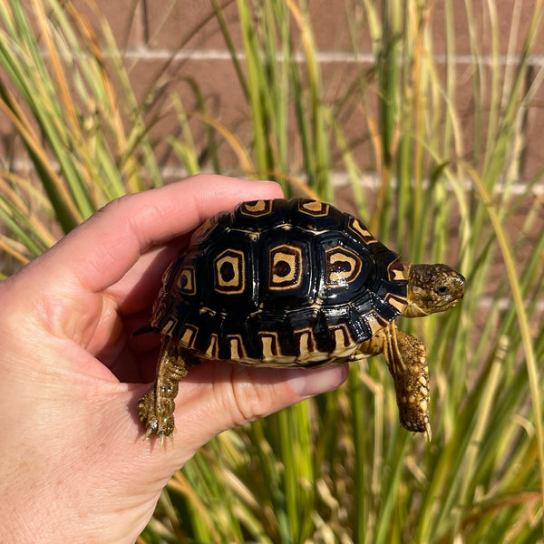 Leopard Tortoise (Pardalis Babcocki) Well Started #O2