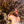 Load image into Gallery viewer, Cherryhead Tortoise #C2
