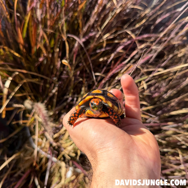 Cherryhead Tortoise #C2