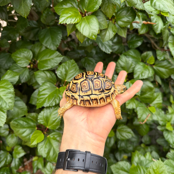Leopard Tortoise #L2