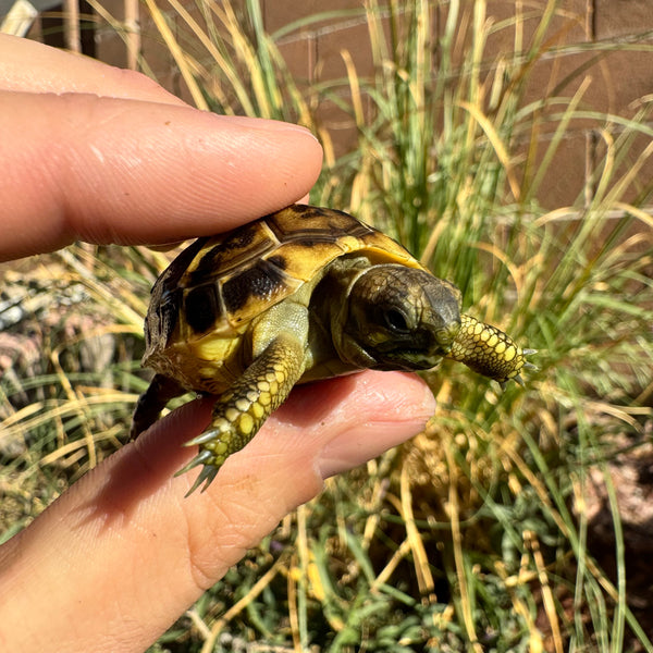 Western Hermann’s Tortoise #W3