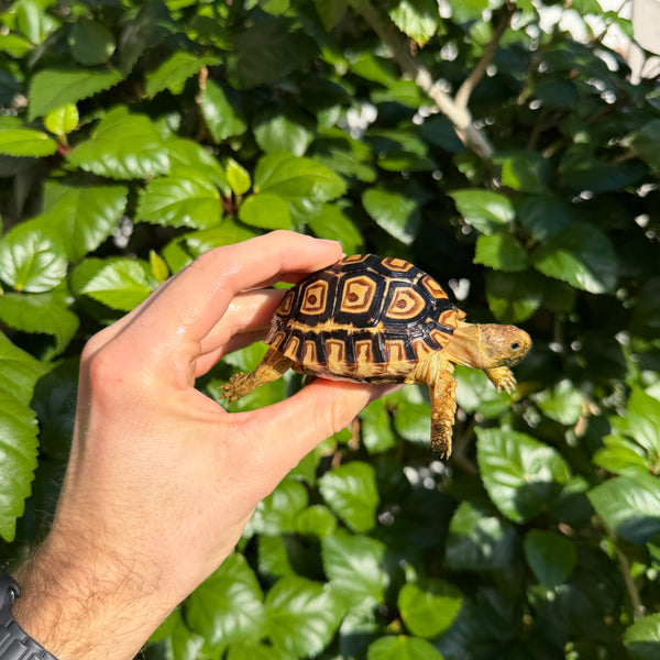 Leopard Tortoise #L1