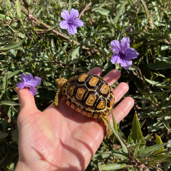 Leopard Tortoise #O5