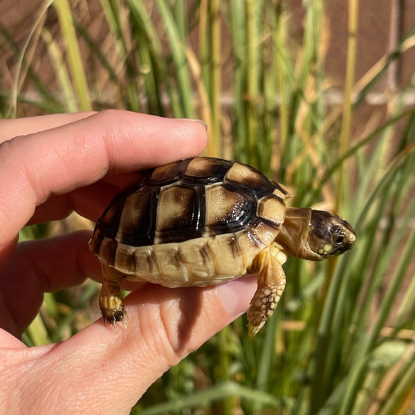 Marginated Tortoise #M2