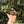 Load image into Gallery viewer, Well Started Cherryhead Tortoise #CO1
